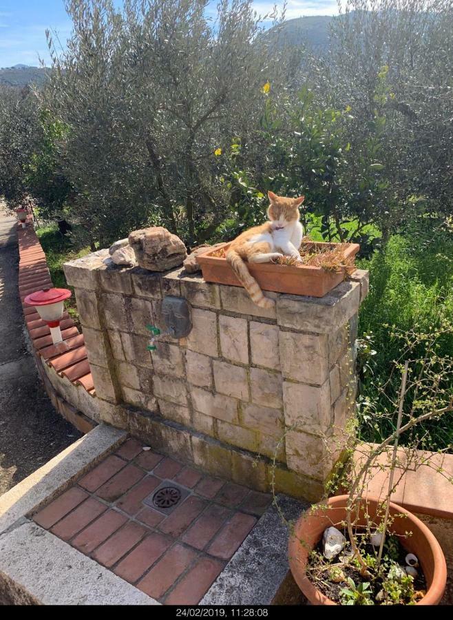 בית הארחה Sonnino 	Casa Fra Gli Ulivi Di Giuseppe מראה חיצוני תמונה